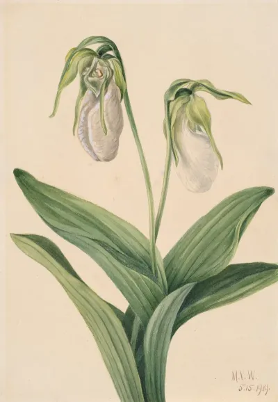 Pale Ladys Slipper Cypridedium Acaule