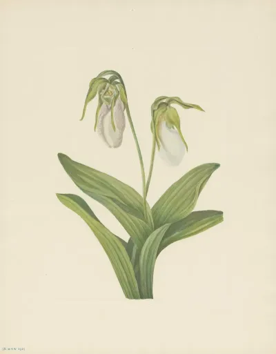 Pale Ladyslipper Cypripedium Acaule 2