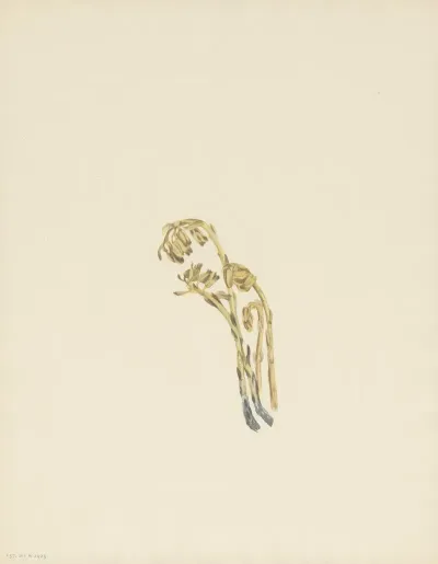 Pale Pinesap Hypopitys Americana 3