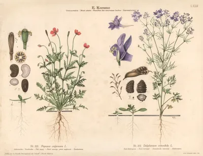 Pale Poppy Field Larkspur