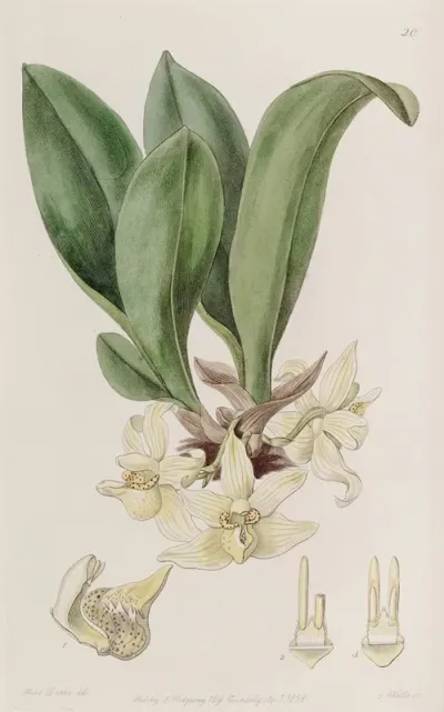 Pale Stenia