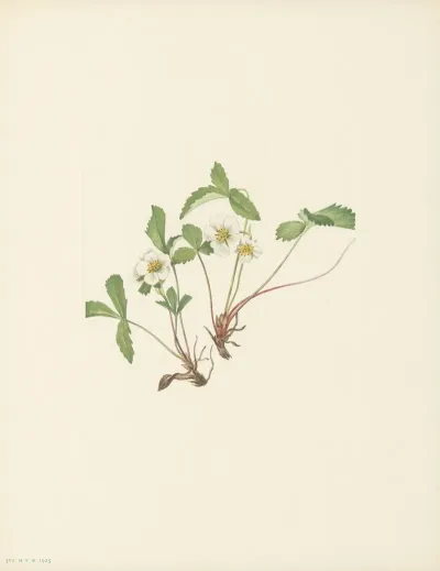 Pale Strawberry Fragaria Glauca 3