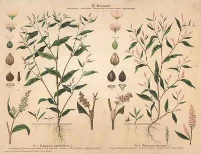 Pale Willow Weed Persicaria Redshank