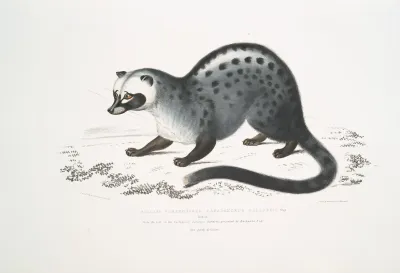 Pallass Paradoxurus Paradoxurus Pallasii India