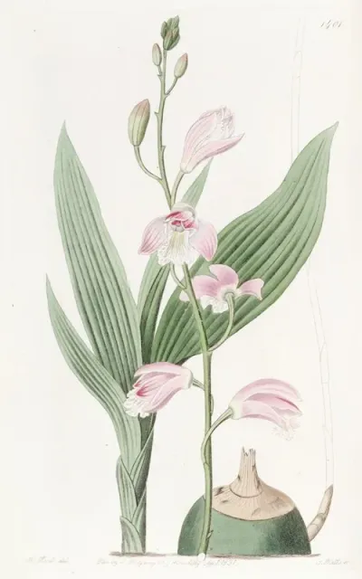 Pallid Bletia