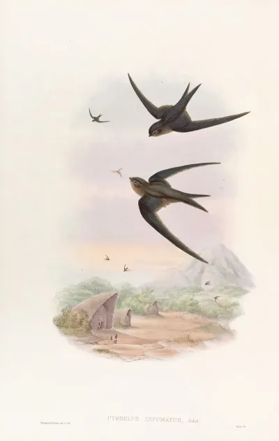 Palm Roof Swift