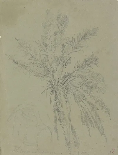Palm Tree In Salerno