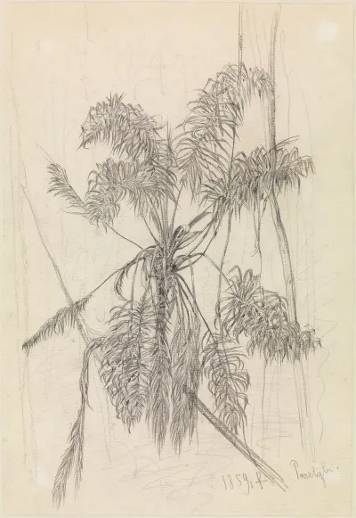 Palmenstudie