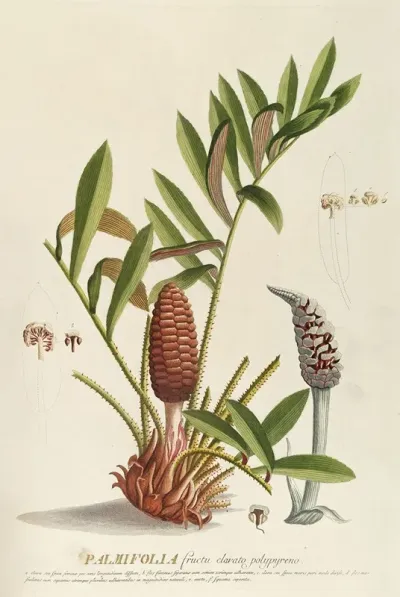 Palmifolia