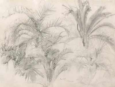 Palms