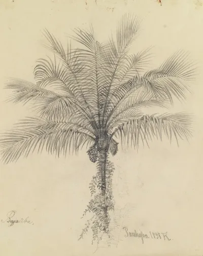 Palmstudie Ii