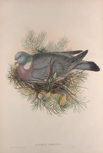 Palumbus Torquatus Wood Pigeon Or Cushat