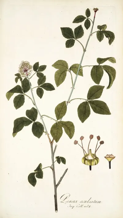 Panax Aculeatum