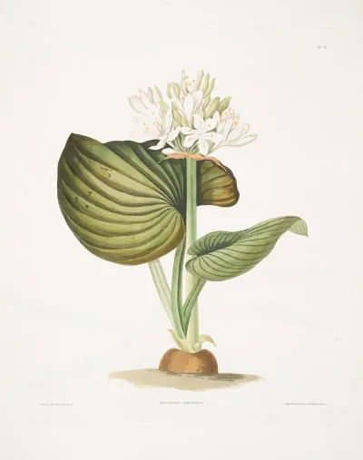 Pancratium Amboinense 2