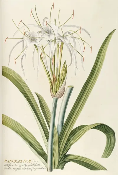 Pancratium
