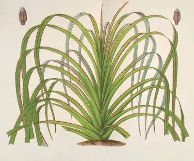 Pandanus Mauritianus