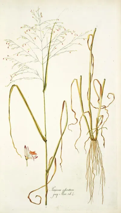 Panicum Coloratum