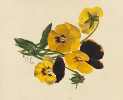 Pansies 10