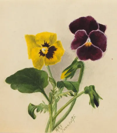 Pansies 2 2