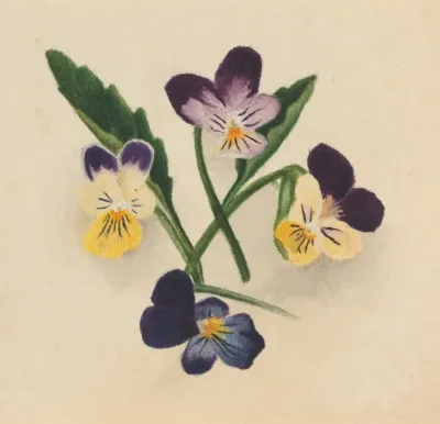 Pansies 4