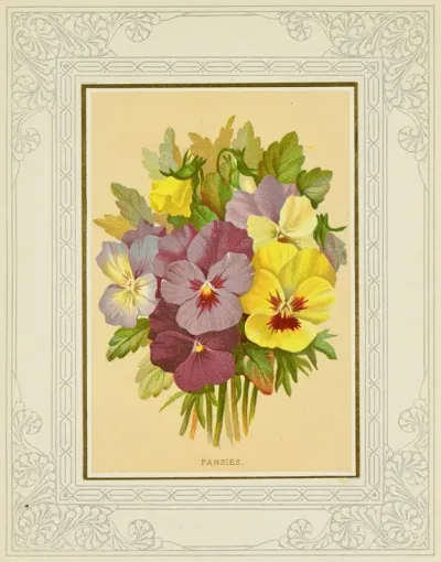 Pansies 8