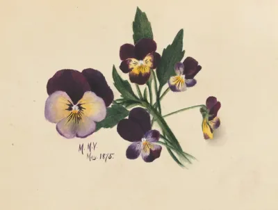 Pansies 9
