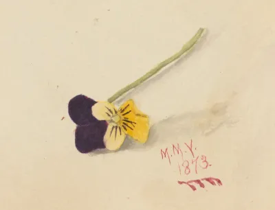 Pansy 4