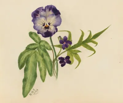 Pansy 5