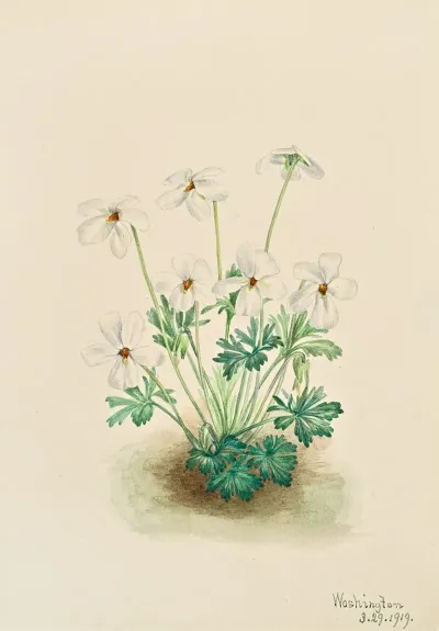 Pansy Violet Viola Pedata