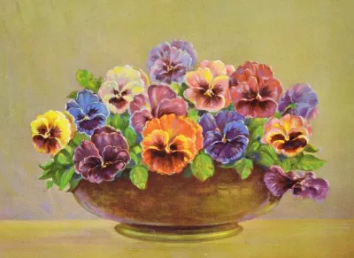 Pansy