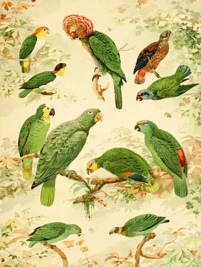 Papagaios