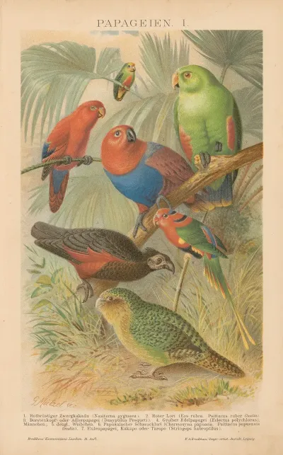 Papageien