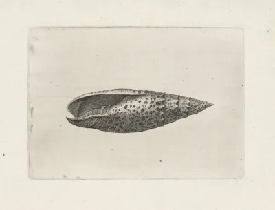 Papal Mitre Mitra Papalis
