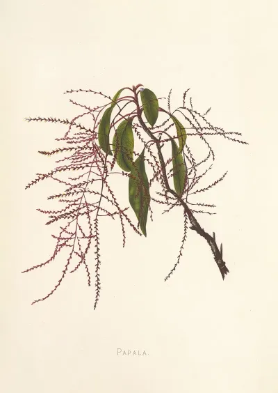 Papala