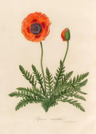 Papaver Orientale