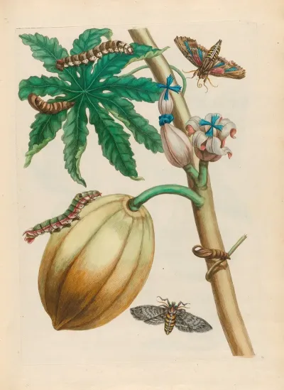 Papaya 3