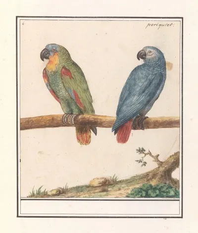 Papegaai En Grijze Roodstaartpapegaai Psittacus Erithacus