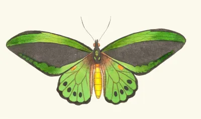Papilio Priamus