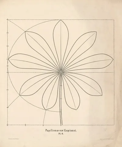 Papilionceae Lupinus