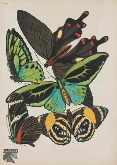 Papillons Pl 01