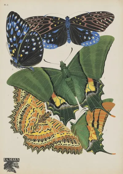 Papillons Pl 06