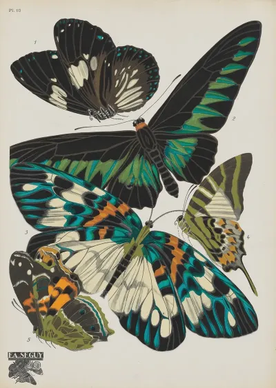 Papillons Pl 10 2