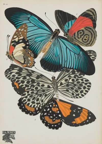 Papillons Pl 11 2
