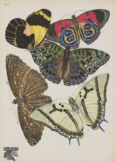 Papillons Pl 12 2