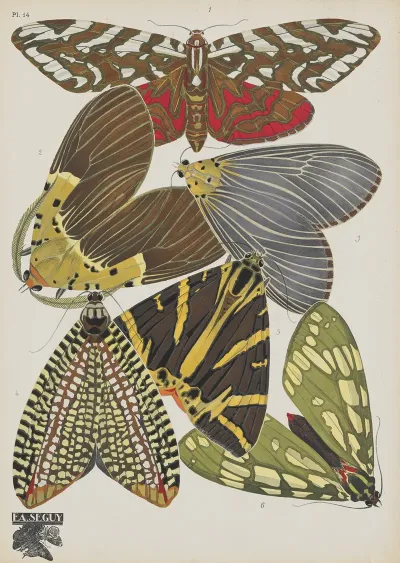 Papillons Pl 14 2
