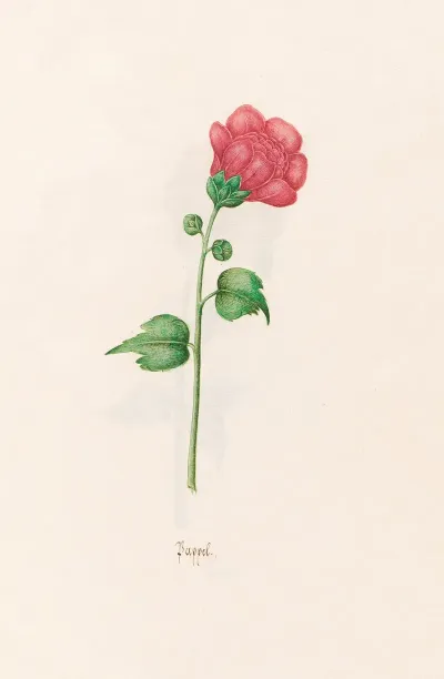 Pappel 5