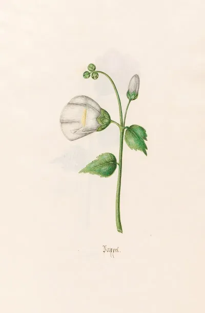 Pappel 6