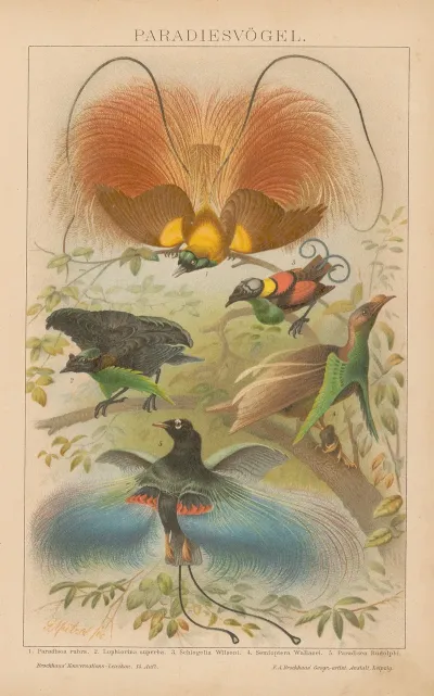 Paradiesvogel