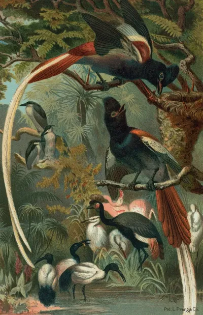 Paradise Flycatchers