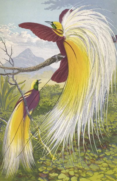 Paradisea Papuana
